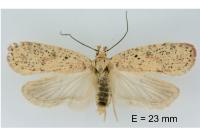 Agonopterix atomella