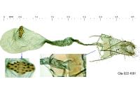 Agonopterix kaekeritziana
