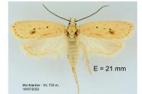 Agonopterix kaekeritziana