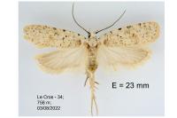 Agonopterix cadurciella