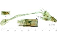 Agonopterix ferocella