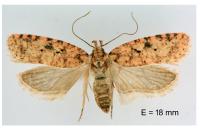 Agonopterix ferocella
