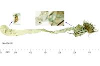 Agonopterix purpurea