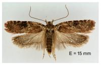 Agonopterix purpurea