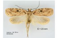 Agonopterix arenella