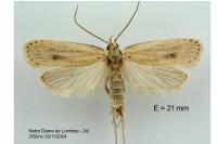 Agonopterix carduncelli