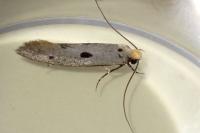 Tinea trinotella
