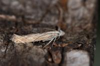 Isophrictis striatella