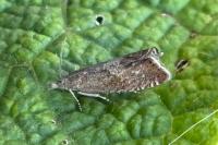 Dichrorampha acuminatana