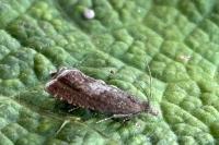 Dichrorampha acuminatana