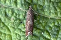 Dichrorampha acuminatana