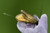 Cauchas rufimitrella
