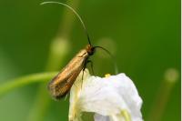 Cauchas rufimitrella