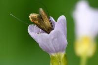 Cauchas rufimitrella