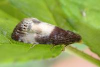 Notocelia cynosbatella