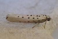 Yponomeuta sedella