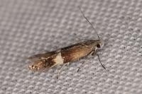 Aproaerema polychromella