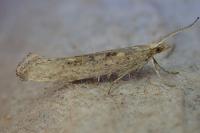 Plutella xylostella
