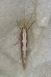 Plutella xylostella