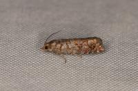 Gravitarmata margarotana
