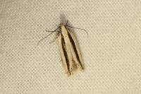 Mirificarma interrupta
