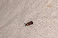Adela australis
