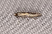 Ochromolopis ictella