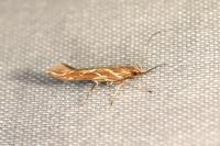 Pyroderces argyrogrammos