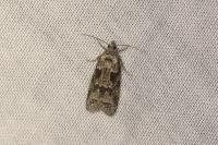 Cnephasia