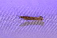 Plutella xylostella