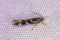Eteobalea albiapicella