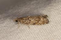 Acroclita subsequana