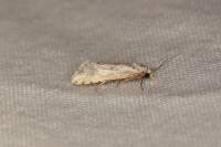 Cochylimorpha
