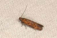 Scrobipalpa