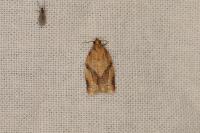 Clepsis consimilana