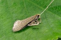 Nematopogon adansoniella