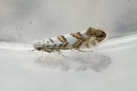 Phyllonorycter acerifoliella