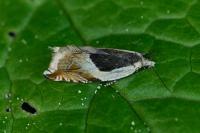 Ancylis badiana