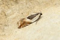 Ancylis badiana
