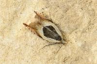 Ancylis badiana