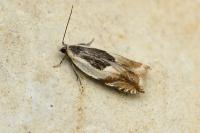 Ancylis badiana