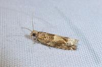 Crocidosema plebejana