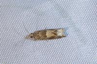 Crocidosema plebejana