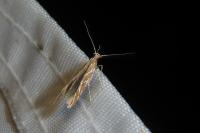 Pyroderces argyrogrammos