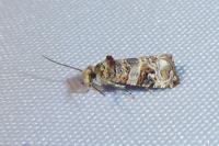 Lobesia botrana