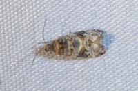 Lobesia botrana