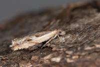 Ancylis apicella