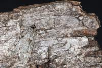 Diurnea fagella