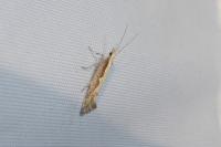 Plutella xylostella