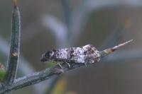 Hysterophora maculosana